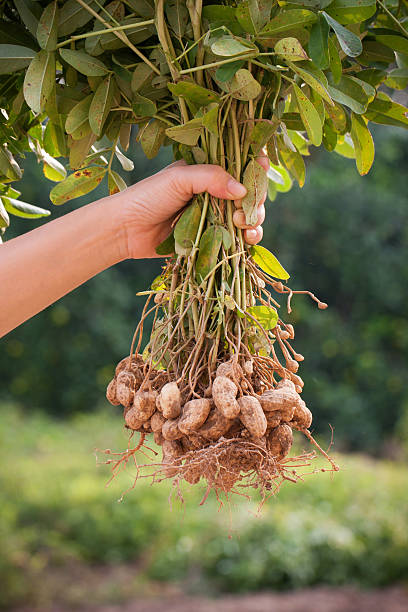 холдинг арахисовый стебель в сельскохозяйственных угодьях - peanut стоковые фото и изображения