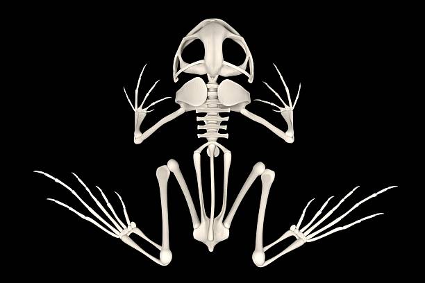 szkielet omdu - animal skull animal bone anatomy animal zdjęcia i obrazy z banku zdjęć