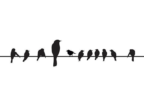 istock silhouettes of the birds sitting on electric wire 629590816