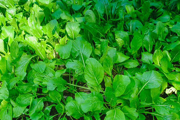 istock Vegetable growing in the garden 629590932