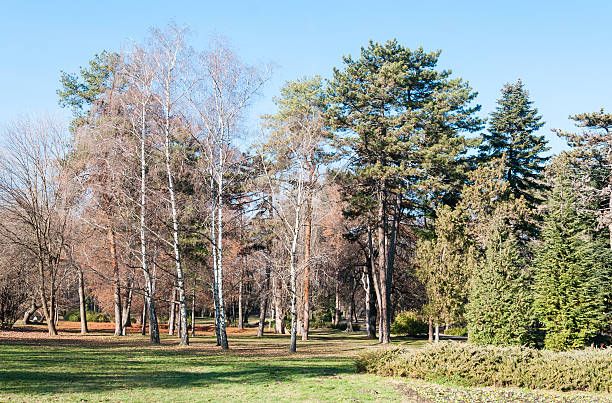 istock Park in Novi Sad, Serbia. 629593550