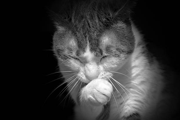 chat lèche une patte en noir et blanc - domestic cat playful cute close up photos et images de collection