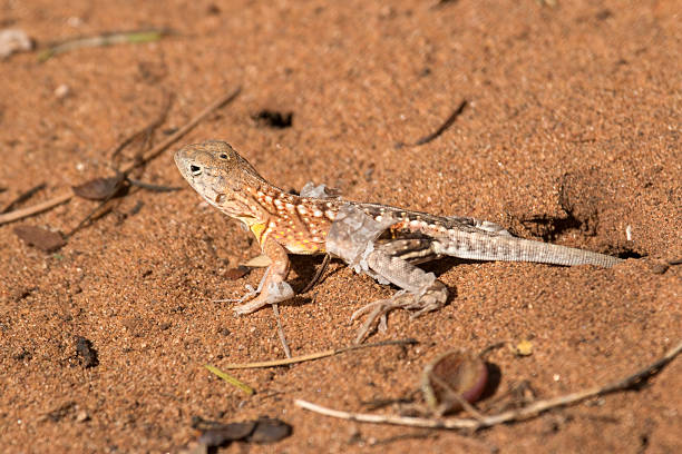 istock Madagascar three-eyed shedding lizard walks across spiny desert sands 629605532