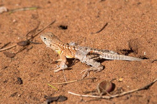 East of Ambovombe, Madagascar, off highway RN13 a small shedding Madagascar three-eyed lizard (Chalarodon madagascariesis) emerges from a hole in the heated sands of the spiny forest.    