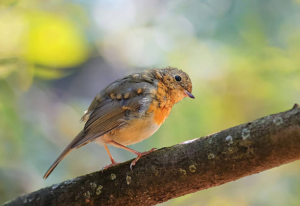 istock funny red bird Robins sitting in the Park 629611108
