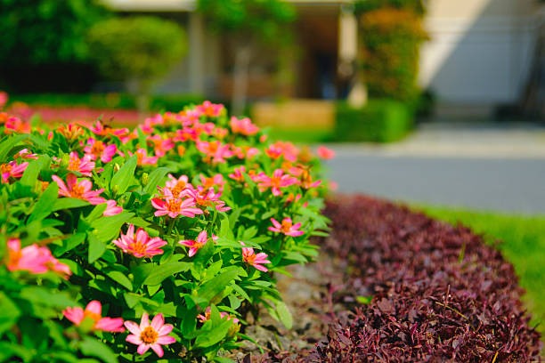 flowers blooming in a field during summer with selective focus and blurry background.