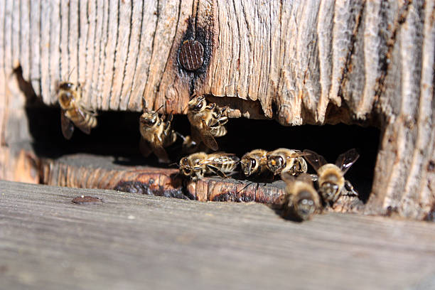 istock The bees enter the hive. 629612130