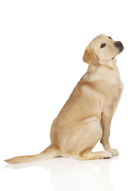 istock Beautiful Labrador retriever isolated on white background 629613998