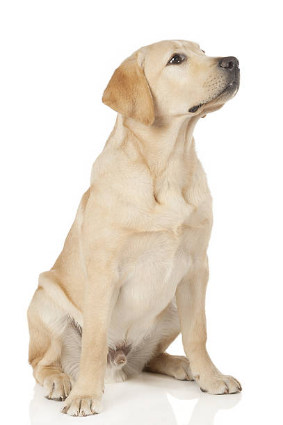 istock Beautiful Labrador retriever isolated on white background 629614162