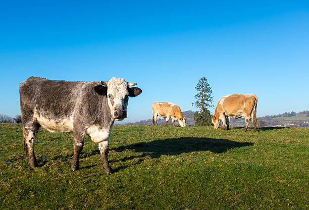 three cows grazing outdoors - winter farm vibrant color shadow imagens e fotografias de stock