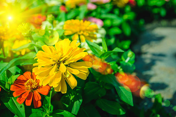 istock flowers blooming in a field during summer with selective focus 629614660
