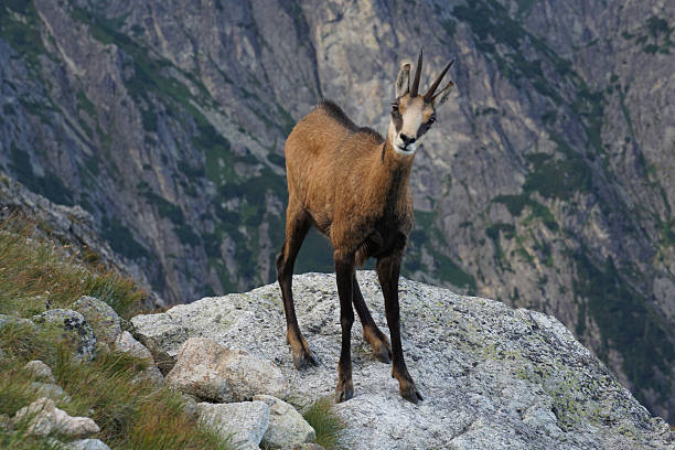 istock Tatra Chamois as Rupicapra rupicapra tatrica 629615230
