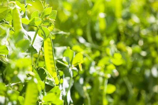 istock Peas Growing in Garden 629615420