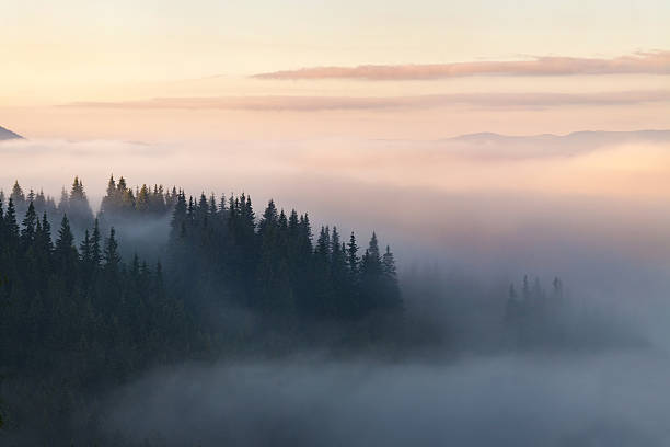 wald in den bergen mit nebel bedeckt - kiefernwäldchen stock-fotos und bilder