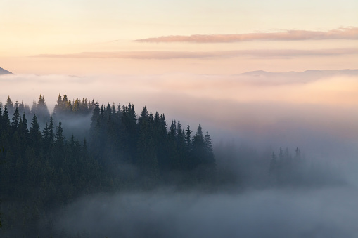 Bosque en las montañas cubierto de niebla photo