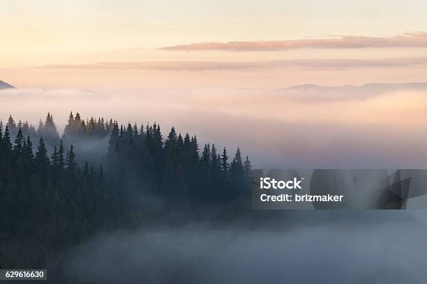 Foresta In Montagna Coperta Di Nebbia - Fotografie stock e altre immagini di Nebbia - Nebbia, Montagna, Foresta