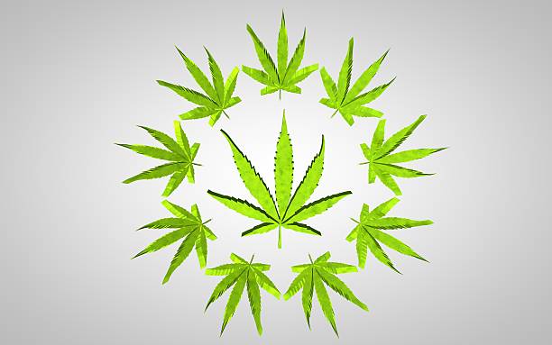 istock Marijuana 3d illustration. Big leaf in a circle of small 629617336