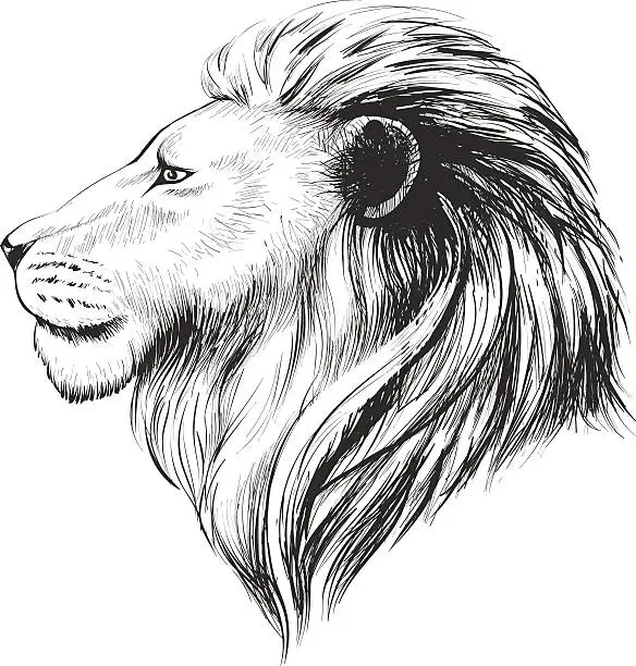 Vector illustration of Isolated lions head, profile. Hand drawn vector illustration.