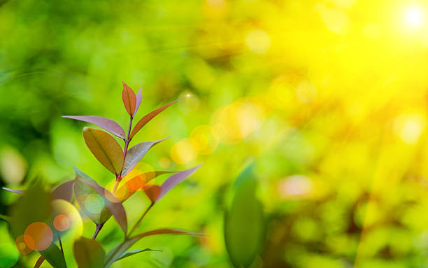 istock Nature green leaf with green color bokeh background 629622768