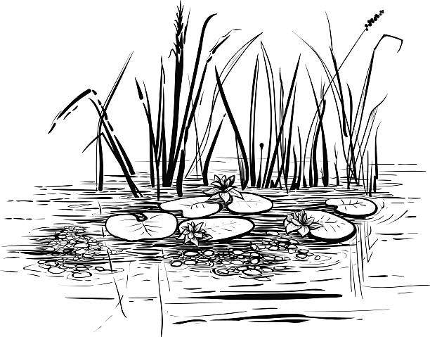 Scene with lotus and reeds in the pond or river. Water plants: reeds, cattails and water lilies. Scene with lotus in the pond, vector illustration. Hand drawn black and white graphic art line. marsh illustrations stock illustrations