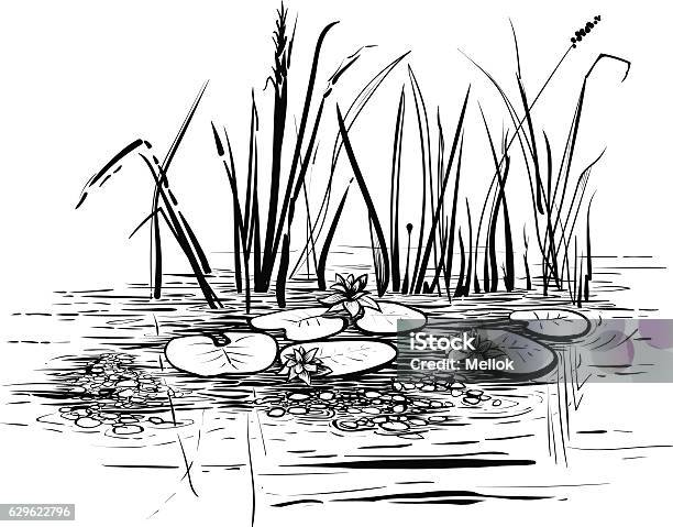 Scene With Lotus And Reeds In The Pond Or River Stock Illustration - Download Image Now - Swamp, Pond, Black And White