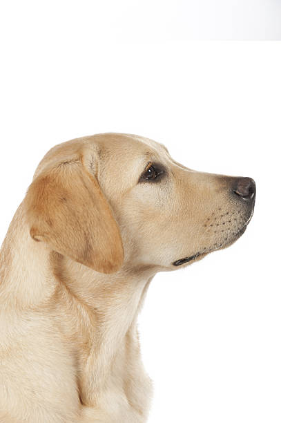 istock Beautiful Labrador retriever isolated on white background 629623296