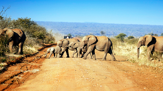 A safari vehicle with tourists is stopping in front of elephants crossing the road in the  Madikwe Game Reserve, South Africa.