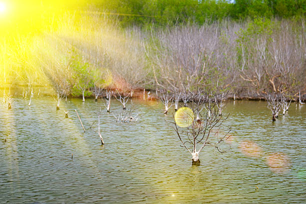 lighting flare effect on Dead trees in flooded lake for a background. Phetchaburi ,Thailand. Photo taken on: Octuber 29, 2016