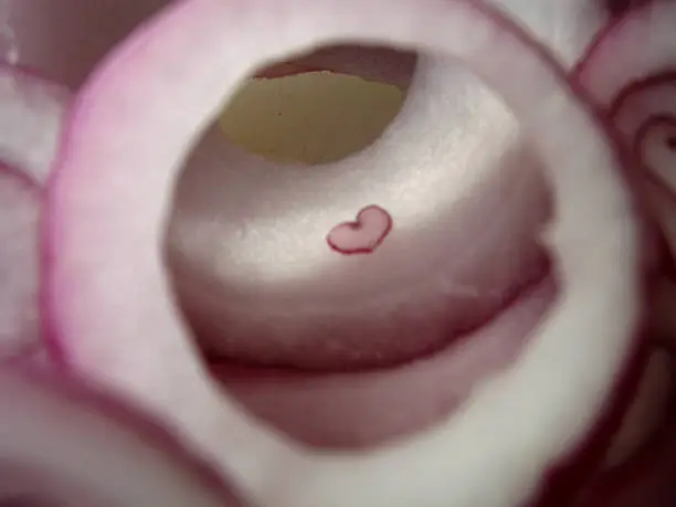 A raw sliced red onion revealing a naturally found heart shape in the center