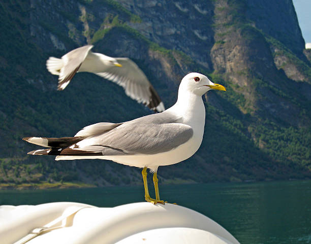 istock Good looking seagull in nature 629624052
