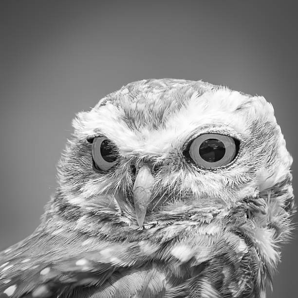 istock Look of an owl 629624132