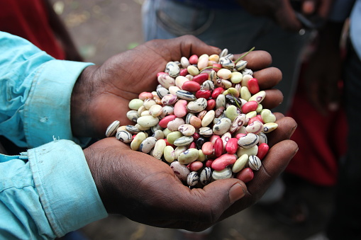 A Congolese man holds beans in the Birere market in Goma, North Kivu, Democratic Republic of the Congo. January 2014. 