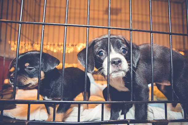 istock Pound Puppies Confined In Cage Looking Out 629625952