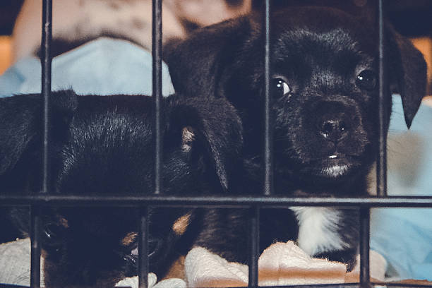 istock Two Black Puppies Looking Out From Cage 629626074