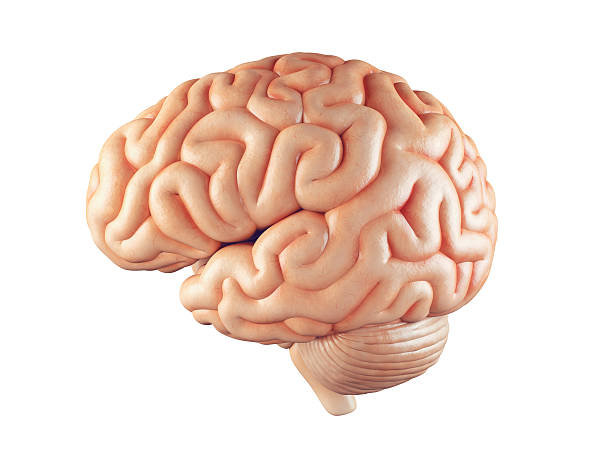 realistic brain illustration - stem konu illüstrasyonlar stok fotoğraflar ve resimler