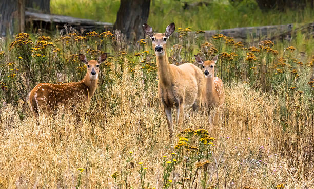 istock Mother deer and two spotted fawns 629628776