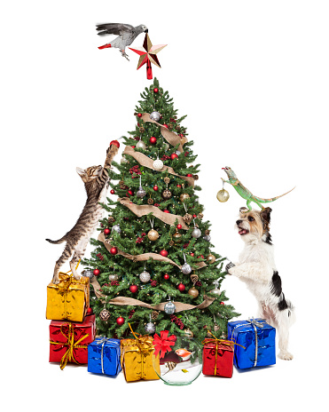 Funny photo of pets decorating a Christmas tree together