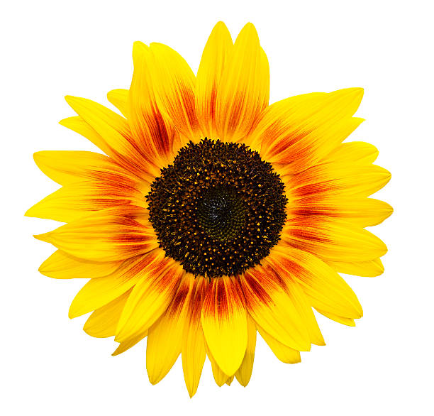 istock Sunflower isolated on white background 629630472
