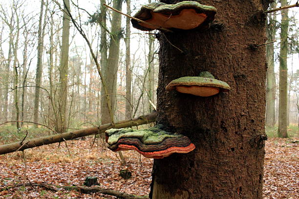 istock Mushrooms in the forest 629641774
