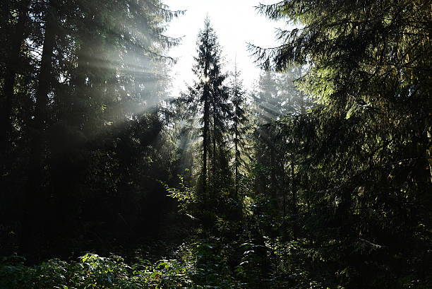 istock Beams of morning sunlight in a deep, dark forest 629642012