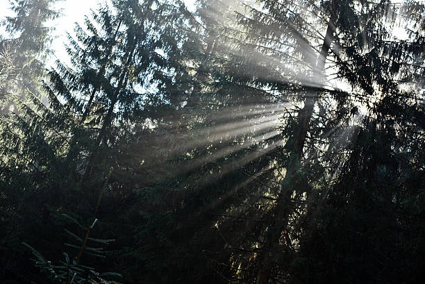 istock Beams of morning sunlight in a deep, dark forest 629642084