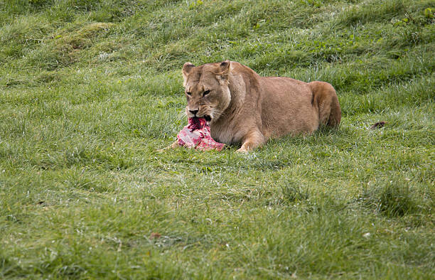 A unique young lioness basks in the sun on the grass.