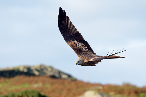 Red Kite flying over fields