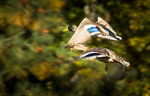 istock Pair of Mallard Ducks 629653270
