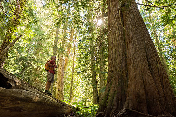 istock Hiking in a temperate rainforest 629655058