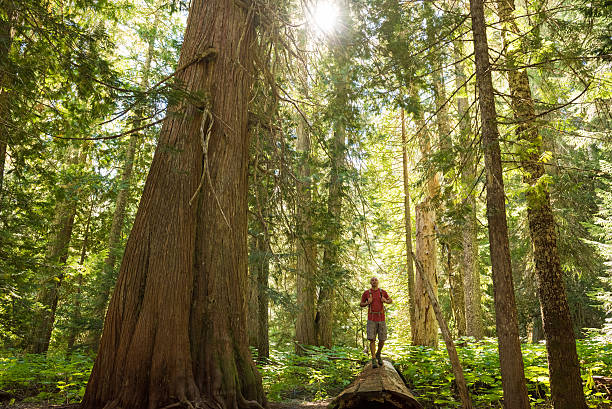 istock Hiking in a temperate rainforest 629655300