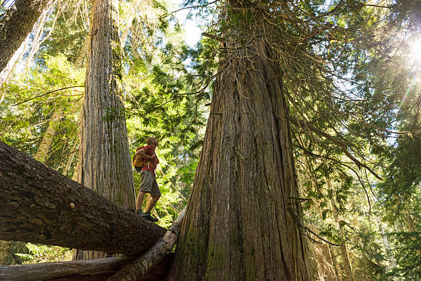 istock Hiking in a temperate rainforest 629655468