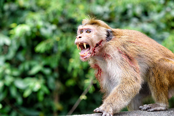 scimmia cofano - primacy foto e immagini stock