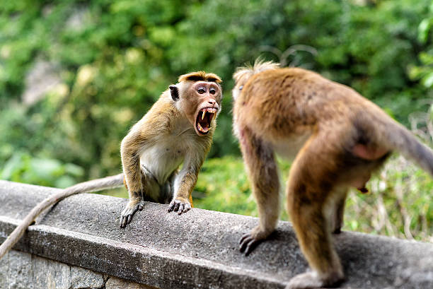 bonnet monkeys bonnet monkeys in Sri Lanka angry monkey stock pictures, royalty-free photos & images