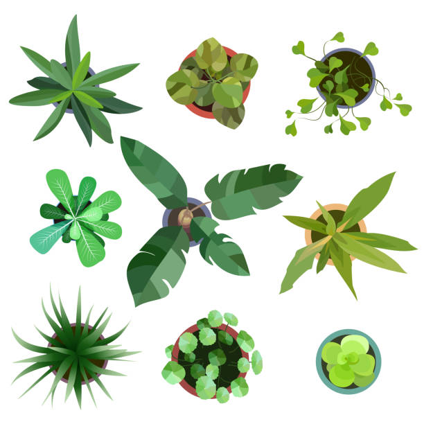 Top view. plants Easy copy paste in your landscape design Top view. Big collection plants easy copy paste in your landscape design projects or architecture plan. Isolated flowers on white background. Vector eps10 potted plant from above stock illustrations